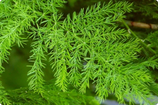 Asparagus racemosus (Shatavari)