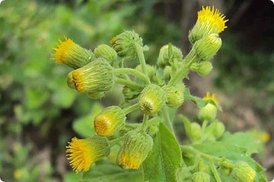 Blumea lacera (Narakkarandai)