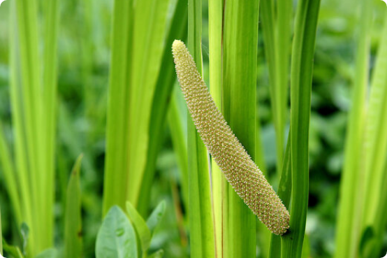 Acorus Calamus (Sweet Flag)