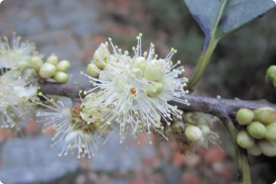 Symplocos Racemosa (Lodhra)